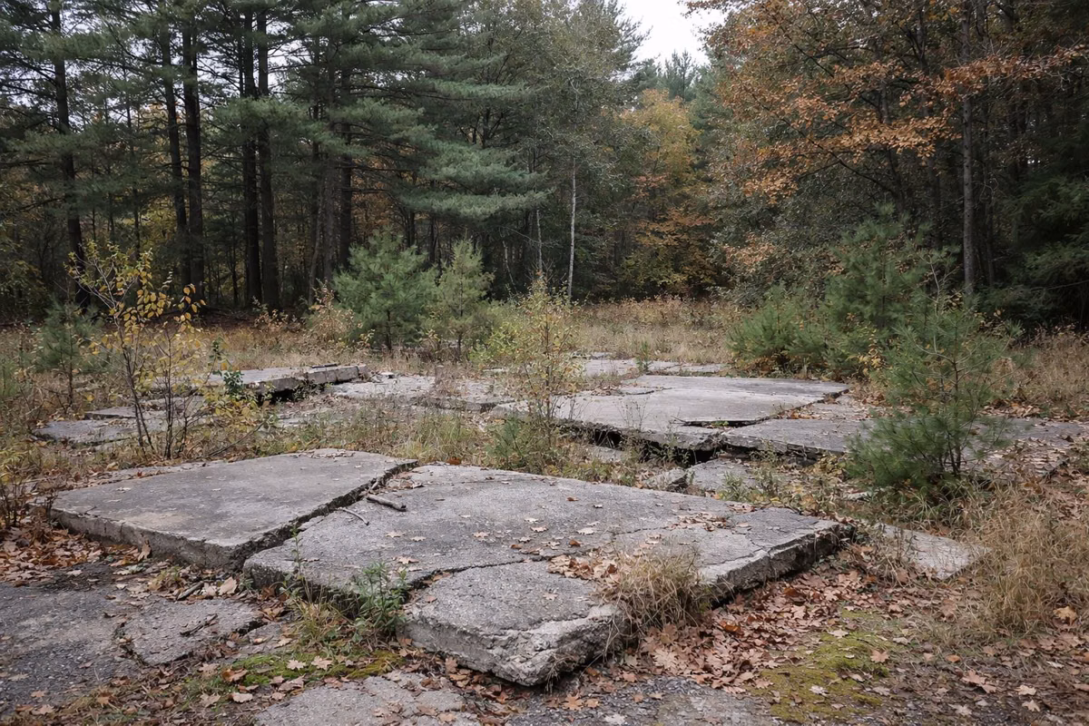 Old concrete foundation slabs overgrown by young trees in the woods