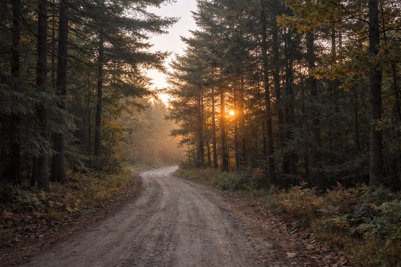 Early sunlight through pines across a quiet woods road