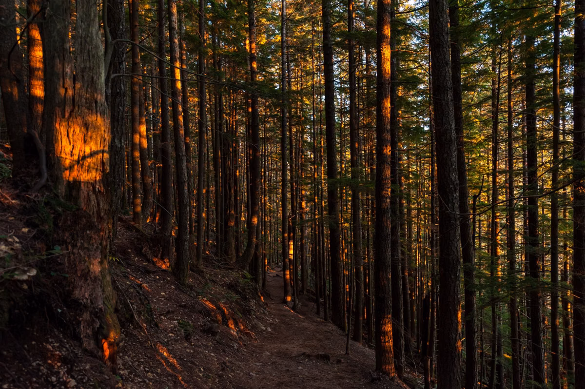 A forest path through tall conifers in low evening sun