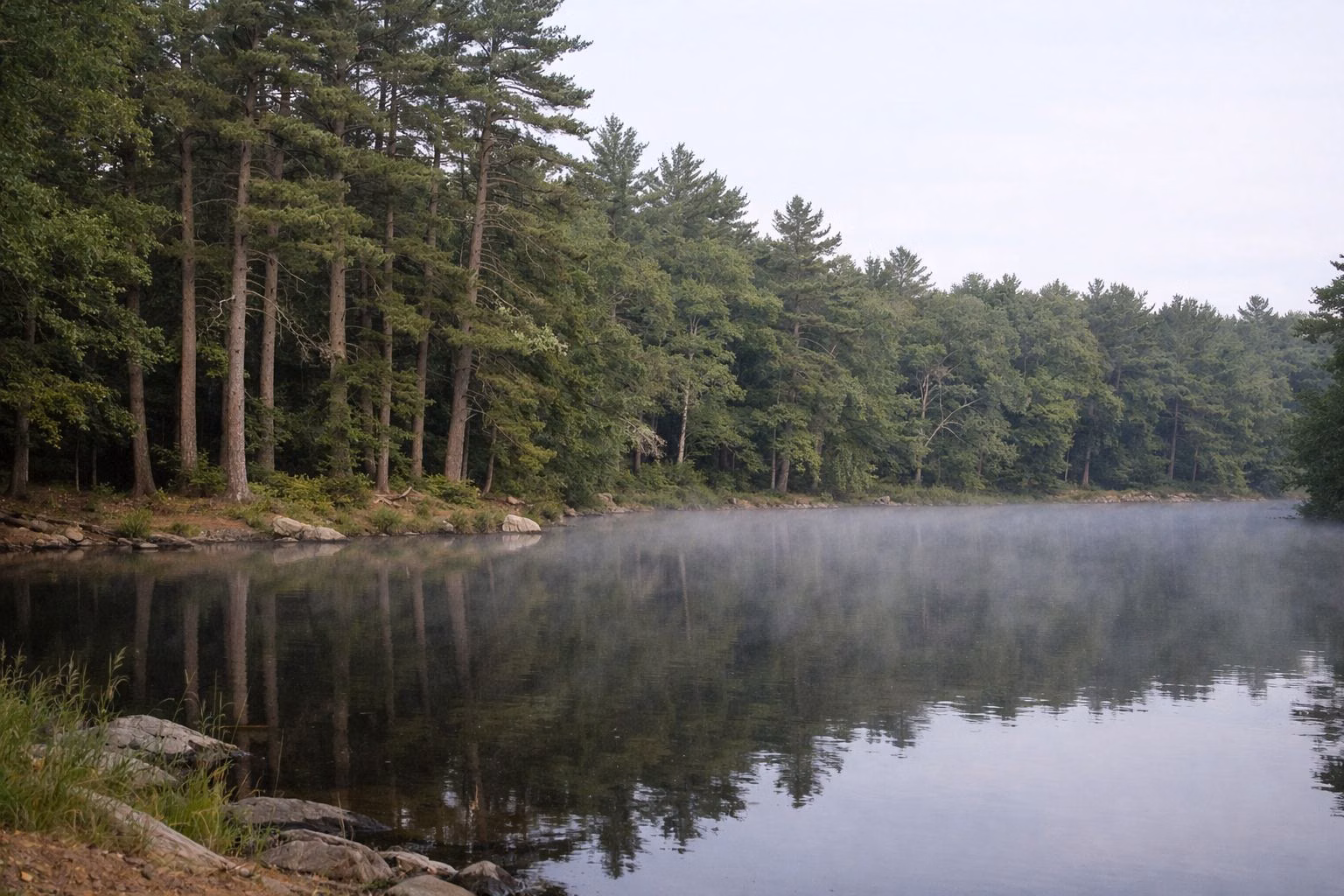 A calm forest pond ringed by white pines and hemlocks in morning mist