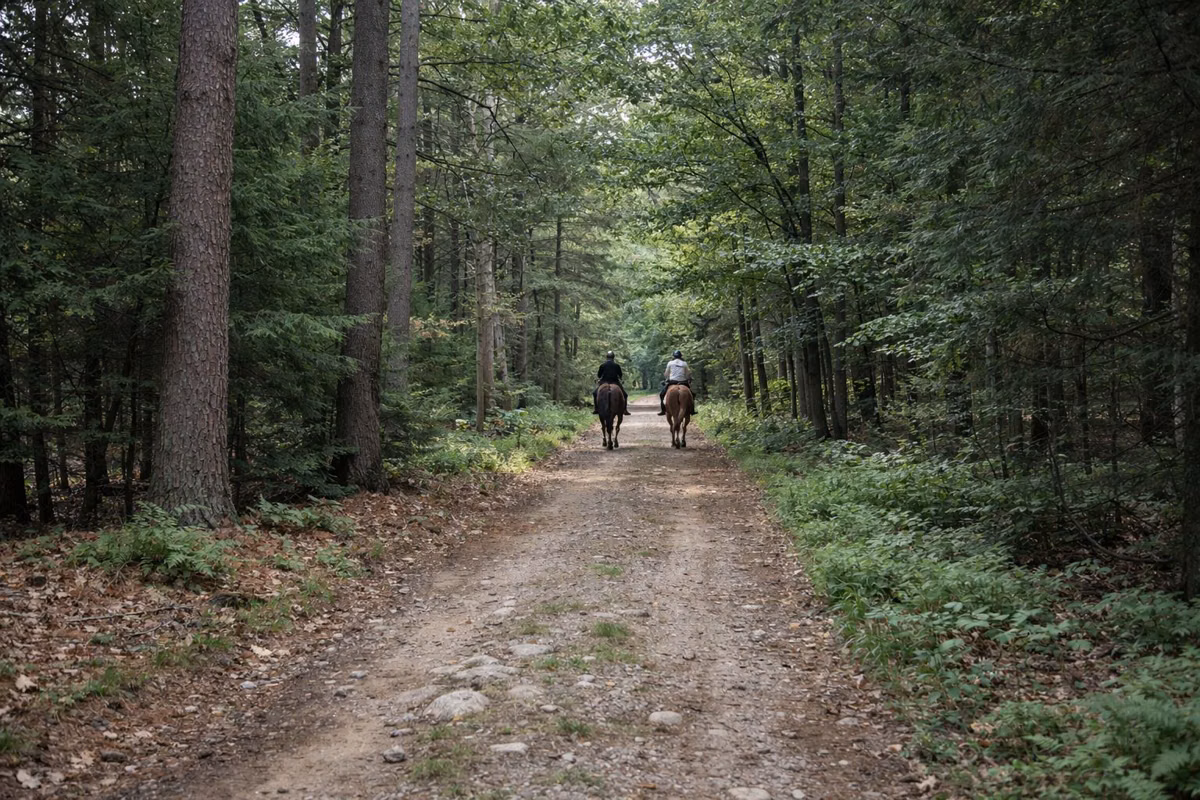 Two horseback riders far down a shaded woods road