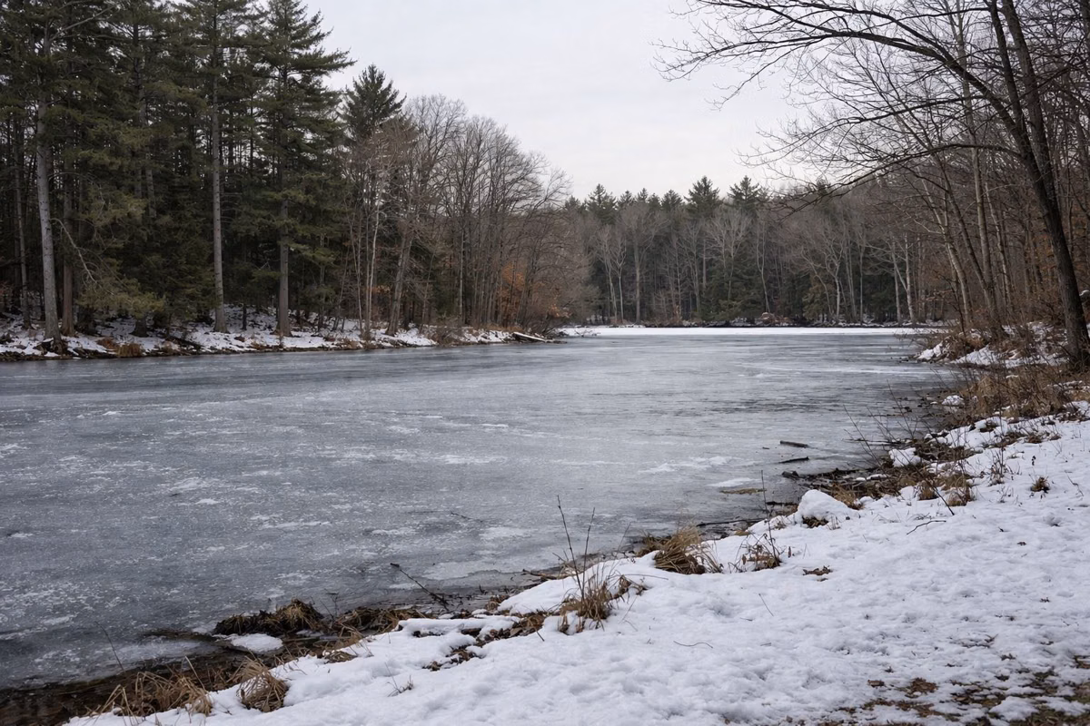 The snowy edge of a frozen forest pond with pines