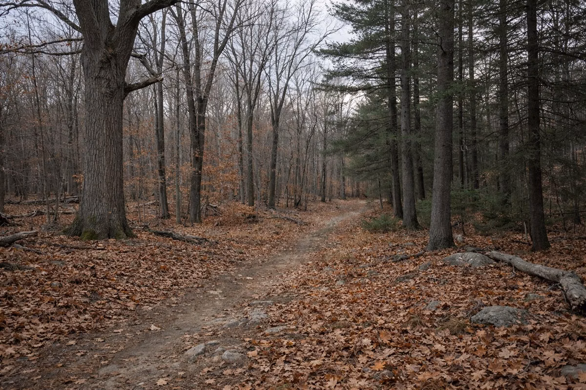 Open oak and maple woods after leaf fall