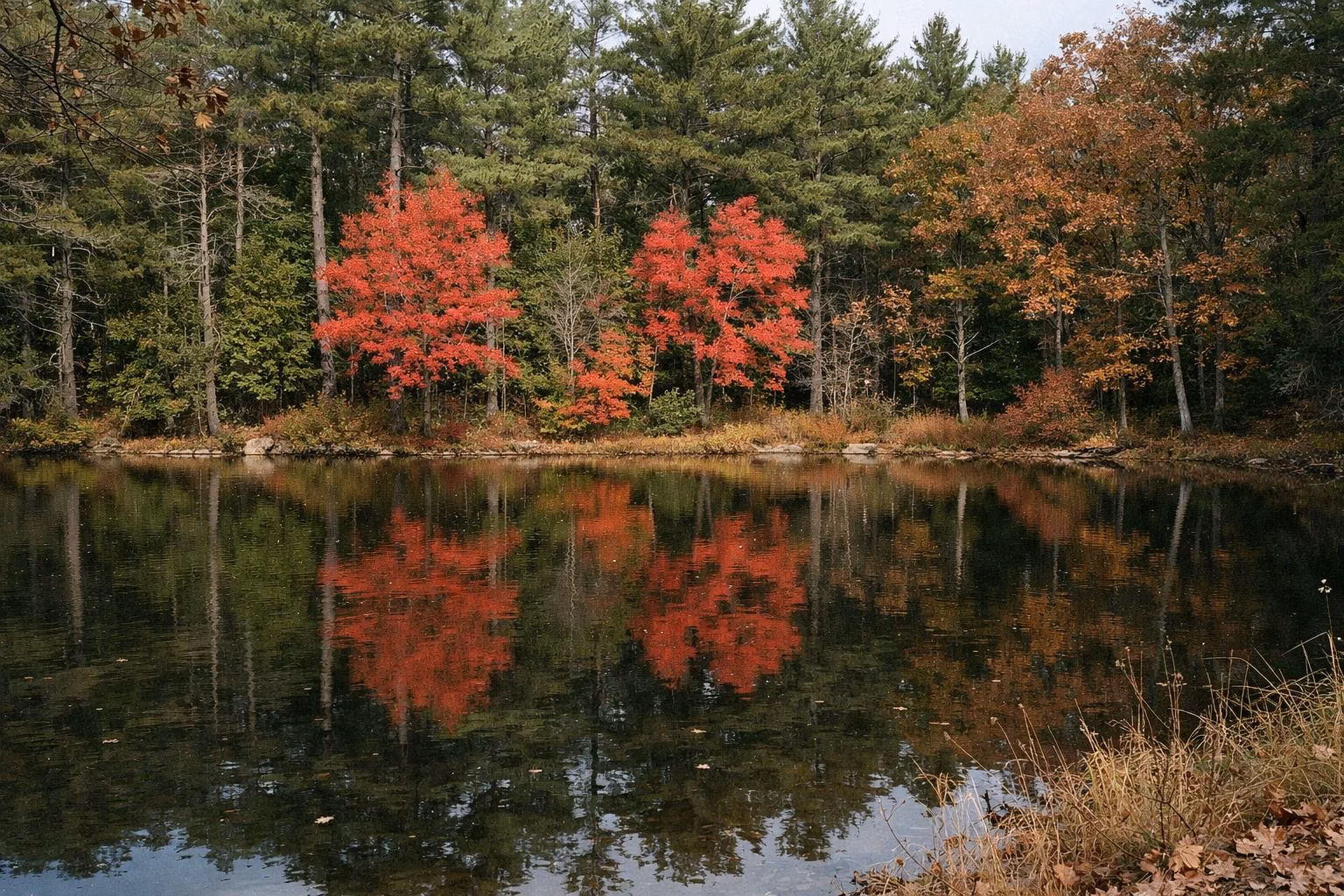 A still woodland pond reflecting red maples and pines