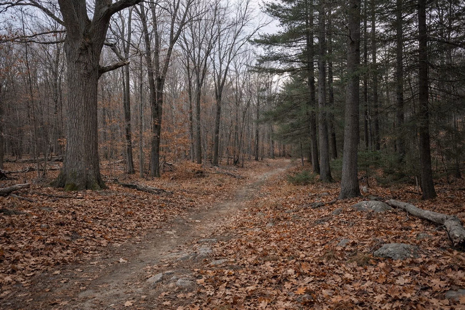 Open oak and maple woods after leaf fall