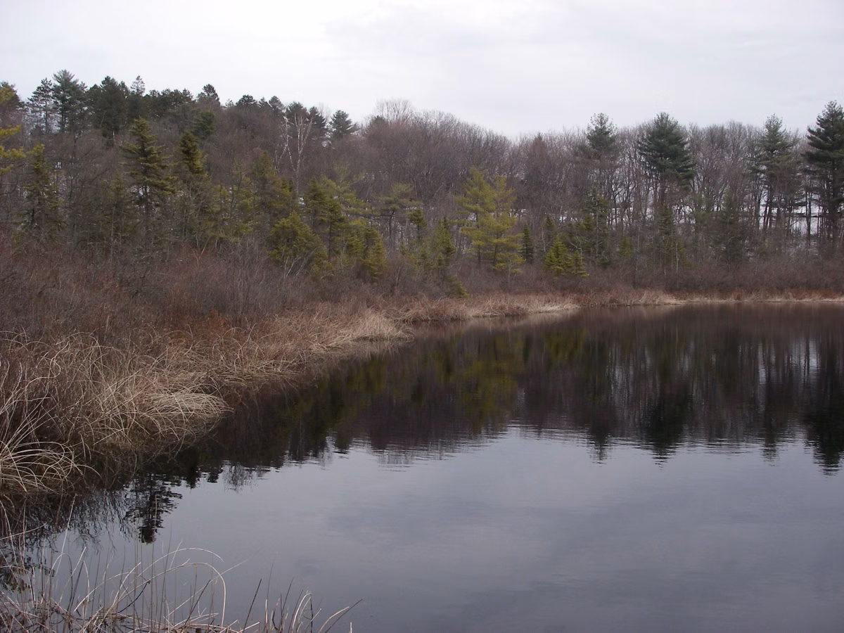 Pine Hole Bog at Ward Reservation in early spring